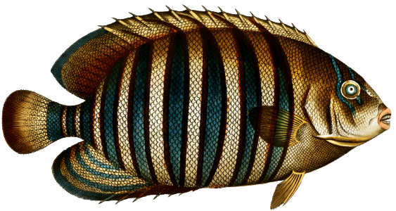 Chaetodon fasciatus from Ichtylogie, ou Histoire naturelle: génerale et particuliére des poissons (1785–1797) by Marcus Elieser Bloch.