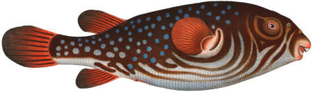 Toadfish (Tetrodon Testudineus) from Ichtylogie, ou Histoire naturelle: génerale et particuliére des poissons (1785–1797) by Marcus Elieser Bloch.