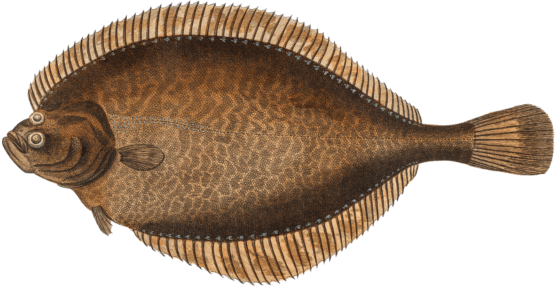 Left-Flounder (Pleuronectes Passser) from Ichtylogie, ou Histoire naturelle: génerale et particuliére des poissons (1785–1797) by Marcus Elieser Bloch.