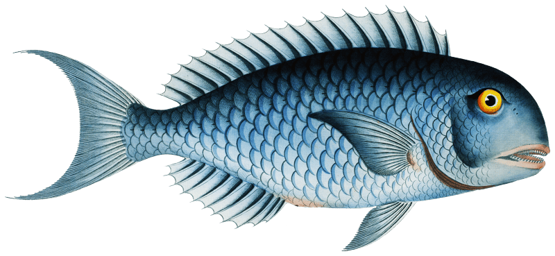 Bleu-Fish (Coryphaena coerulea) from Ichtylogie, ou Histoire naturelle: génerale et particuliére des poissons (1785–1797) by Marcus Elieser Bloch.