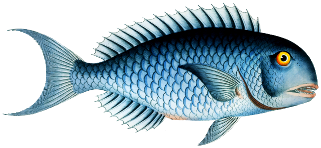 Bleu-Fish (Coryphaena coerulea) from Ichtylogie, ou Histoire naturelle: génerale et particuliére des poissons (1785–1797) by Marcus Elieser Bloch.