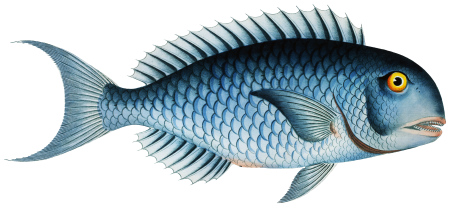 Bleu-Fish (Coryphaena coerulea) from Ichtylogie, ou Histoire naturelle: génerale et particuliére des poissons (1785–1797) by Marcus Elieser Bloch.