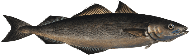 Coal Fish (Gadus Carbonarius) from Ichtylogie, ou Histoire naturelle: génerale et particuliére des poissons (1785–1797) by Marcus Elieser Bloch.