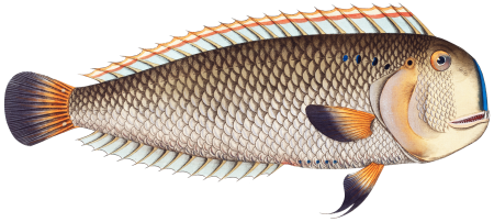 Coryphaena pentadactyla from Ichtylogie, ou Histoire naturelle: génerale et particuliére des poissons (1785–1797) by Marcus Elieser Bloch.