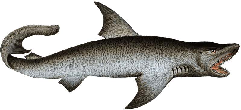 White Shark (Squalus Carcharias) from Ichtylogie, ou Histoire naturelle: génerale et particuliére des poissons (1785–1797) by Marcus Elieser Bloch.