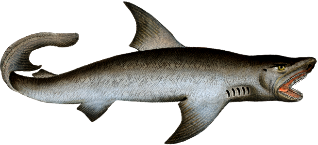 White Shark (Squalus Carcharias) from Ichtylogie, ou Histoire naturelle: génerale et particuliére des poissons (1785–1797) by Marcus Elieser Bloch.