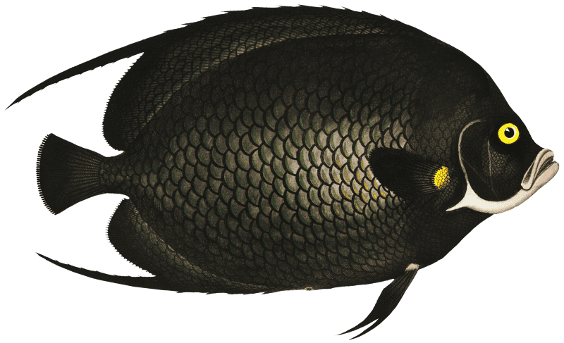 Variegated Angel-fish (Chaetodon Paru) from Ichtylogie, ou Histoire naturelle: génerale et particuliére des poissons (1785–1797) by Marcus Elieser Bloch.