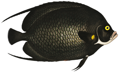 Variegated Angel-fish (Chaetodon Paru) from Ichtylogie, ou Histoire naturelle: génerale et particuliére des poissons (1785–1797) by Marcus Elieser Bloch.