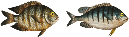 1. Chaetodon Mauritii 2. Chaetodon Bengalensis from Ichtylogie, ou Histoire naturelle: génerale et particuliére des poissons (1785–1797) by Marcus Elieser Bloch.