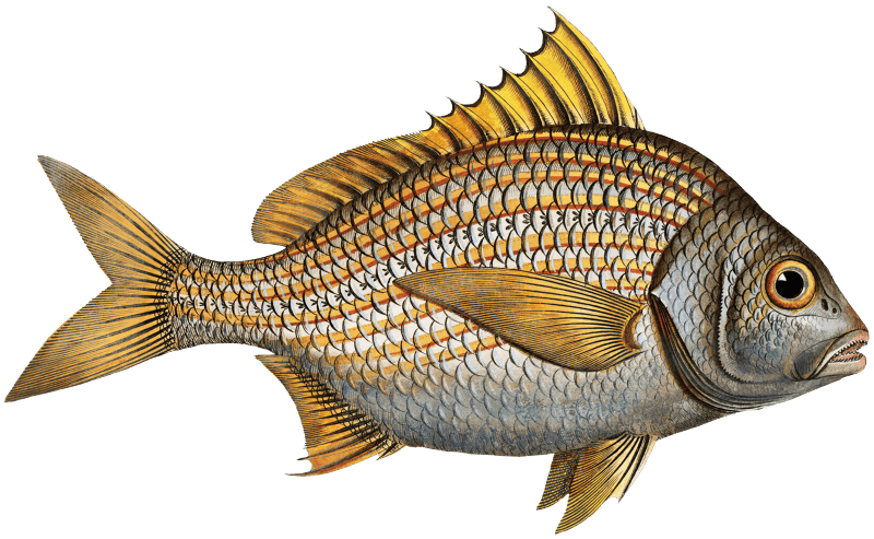 Yellow-fin (Lutianus luteus) from Ichtylogie, ou Histoire naturelle: génerale et particuliére des poissons (1785–1797) by Marcus Elieser Bloch.