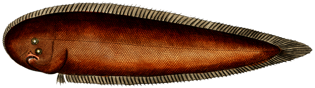 Pleuronectes bilineatus from Ichtylogie, ou Histoire naturelle: génerale et particuliére des poissons (1785–1797) by Marcus Elieser Bloch.