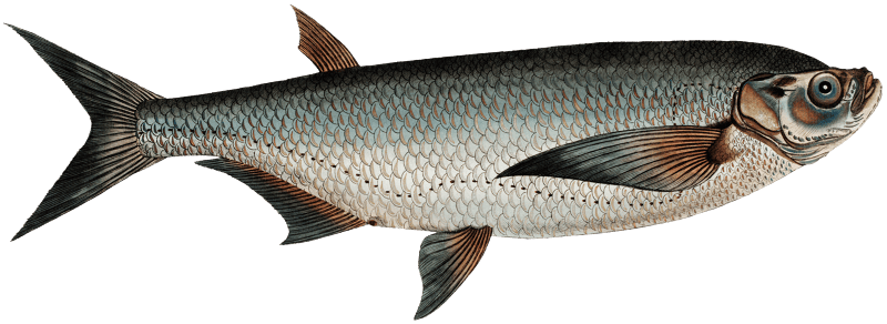 Knife-Carp (Cyprinus Cultratus) from Ichtylogie, ou Histoire naturelle: génerale et particuliére des poissons (1785–1797) by Marcus Elieser Bloch. Digitally enhanced by rawpixel