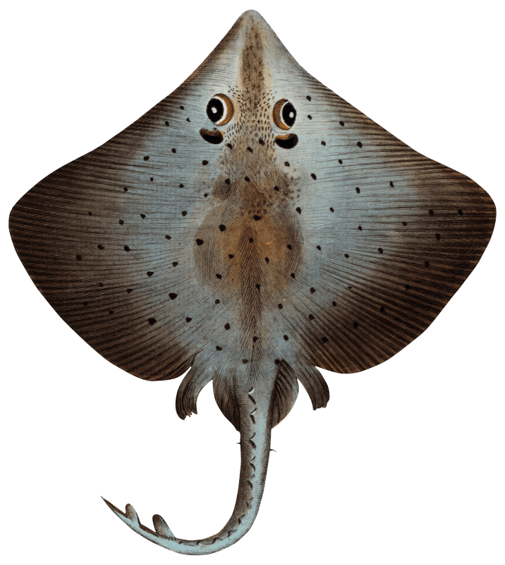 Skate (Raja Batis) from Ichtylogie, ou Histoire naturelle: génerale et particuliére des poissons (1785–1797) by Marcus Elieser Bloch.