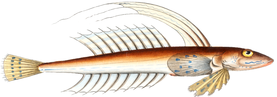 Gemmeous Dragonet (Callionymus Lyra) from Ichtylogie, ou Histoire naturelle: génerale et particuliére des poissons (1785–1797) by Marcus Elieser Bloch.