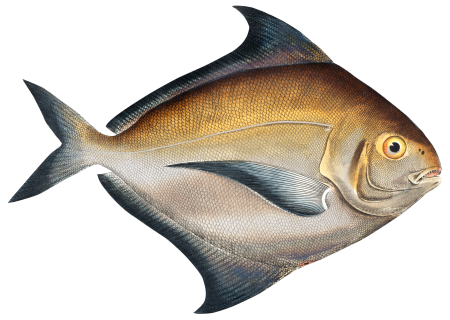 Stromateus Paru from Ichtylogie, ou Histoire naturelle: génerale et particuliére des poissons (1785–1797) by Marcus Elieser Bloch.