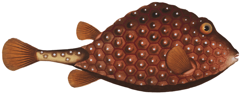 Trunck-fish (Ostracion Triqueter) from Ichtylogie, ou Histoire naturelle: génerale et particuliére des poissons (1785–1797) by Marcus Elieser Bloch.