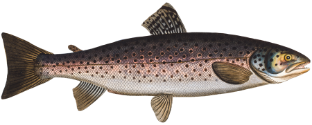 Trut (Salmo Trutta) from Ichtylogie, ou Histoire naturelle: génerale et particuliére des poissons (1785–1797) by Marcus Elieser Bloch.