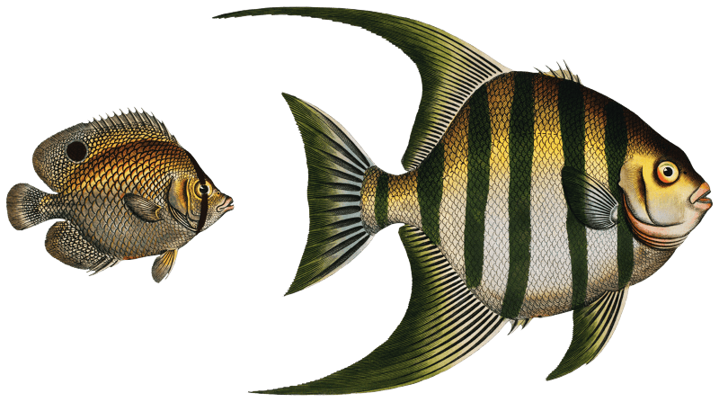 1. Chaetodon Plümieri 2. Chaetodon ocellatus from Ichtylogie, ou Histoire naturelle: génerale et particuliére des poissons (1785–1797) by Marcus Elieser Bloch.