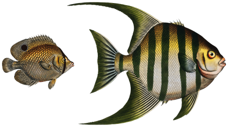 1. Chaetodon Plümieri 2. Chaetodon ocellatus from Ichtylogie, ou Histoire naturelle: génerale et particuliére des poissons (1785–1797) by Marcus Elieser Bloch.