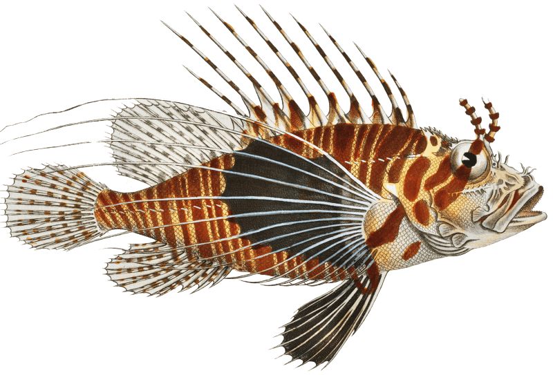 Scorpaena antennata from Ichtylogie, ou Histoire naturelle: génerale et particuliére des poissons (1785–1797) by Marcus Elieser Bloch.