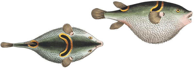 Eyespot puffer (Tetrodon ocellatus) from Ichtylogie, ou Histoire naturelle: génerale et particuliére des poissons (1785–1797) by Marcus Elieser Bloch.
