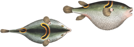 Eyespot puffer (Tetrodon ocellatus) from Ichtylogie, ou Histoire naturelle: génerale et particuliére des poissons (1785–1797) by Marcus Elieser Bloch.