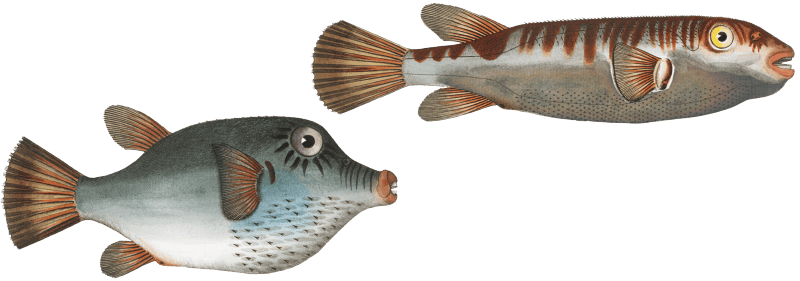 Lattice blaasop (Tetrodon oblongus) from Ichtylogie, ou Histoire naturelle: génerale et particuliére des poissons (1785–1797) by Marcus Elieser Bloch.