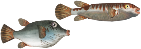 Lattice blaasop (Tetrodon oblongus) from Ichtylogie, ou Histoire naturelle: génerale et particuliére des poissons (1785–1797) by Marcus Elieser Bloch.