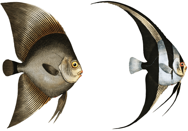 1. Chaetodon Teira 2. Chaetodon Vespertilio; from Ichtylogie, ou Histoire naturelle: génerale et particuliére des poissons (1785–1797) by Marcus Elieser Bloch.