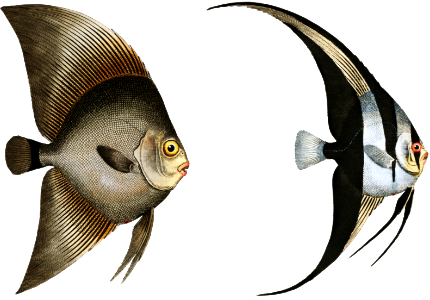 1. Chaetodon Teira 2. Chaetodon Vespertilio; from Ichtylogie, ou Histoire naturelle: génerale et particuliére des poissons (1785–1797) by Marcus Elieser Bloch.