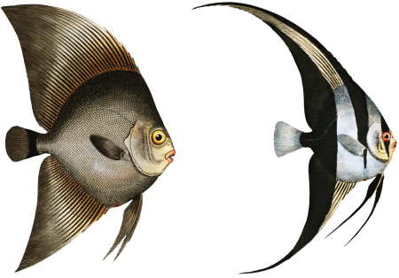 1. Chaetodon Teira 2. Chaetodon Vespertilio; from Ichtylogie, ou Histoire naturelle: génerale et particuliére des poissons (1785–1797) by Marcus Elieser Bloch.