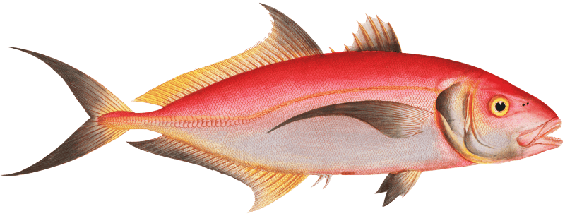 Red Mackrel (Scomber ruber) from Ichtylogie, ou Histoire naturelle: génerale et particuliére des poissons (1785–1797) by Marcus Elieser Bloch.