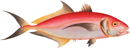 Red Mackrel (Scomber ruber) from Ichtylogie, ou Histoire naturelle: génerale et particuliére des poissons (1785–1797) by Marcus Elieser Bloch.