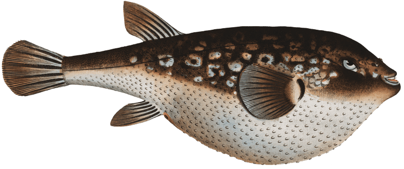 Honkeny's Tetrodon (Tetrodon Honckenii) from Ichtylogie, ou Histoire naturelle: génerale et particuliére des poissons (1785–1797) by Marcus Elieser Bloch.