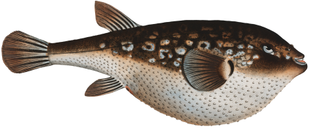 Honkeny's Tetrodon (Tetrodon Honckenii) from Ichtylogie, ou Histoire naturelle: génerale et particuliére des poissons (1785–1797) by Marcus Elieser Bloch.