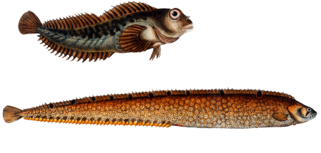 1. Butterfish (Blennius Gunellus) 2. Bulcard (Blennius Pholis) from Ichtylogie, ou Histoire naturelle: génerale et particuliére des poissons (1785–1797) by Marcus Elieser Bloch.