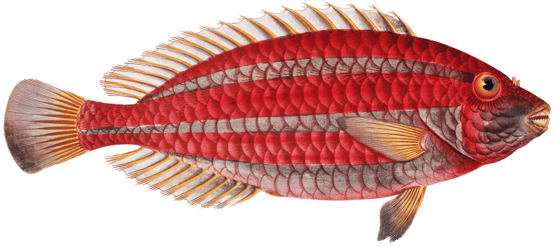 Red Parrot-fish (Scarus croicensis) from Ichtylogie, ou Histoire naturelle: génerale et particuliére des poissons (1785–1797) by Marcus Elieser Bloch.