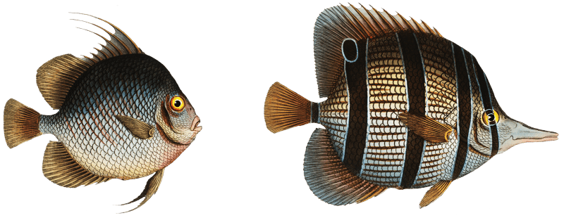 1. Chaetodon rostratus 2. Chaetodon Orbis from Ichtylogie, ou Histoire naturelle: génerale et particuliére des poissons (1785–1797) by Marcus Elieser Bloch.
