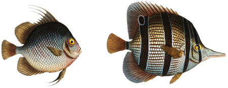 1. Chaetodon rostratus 2. Chaetodon Orbis from Ichtylogie, ou Histoire naturelle: génerale et particuliére des poissons (1785–1797) by Marcus Elieser Bloch.