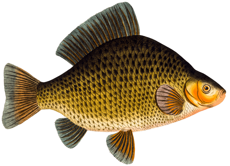 Apue (Bodianus apua) from Ichtylogie, ou Histoire naturelle: génerale et particuliére des poissons (1785–1797) by Marcus Elieser Bloch.
