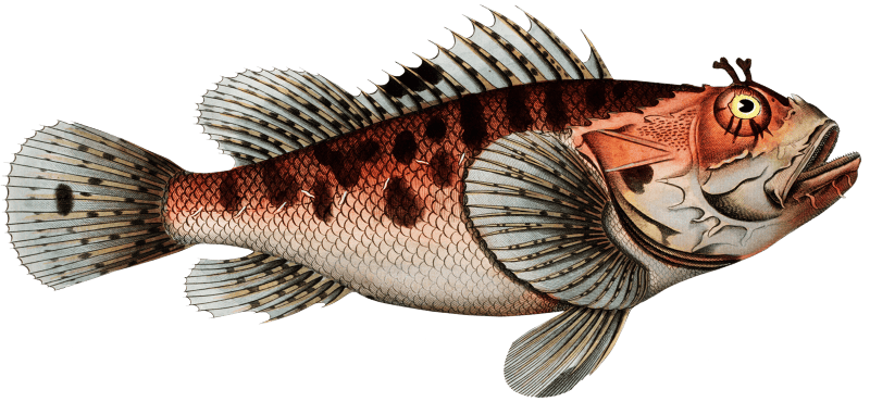 Poisonnet Grooper (Scorpaena Scrofa) from Ichtylogie, ou Histoire naturelle: génerale et particuliére des poissons (1785–1797) by Marcus Elieser Bloch.