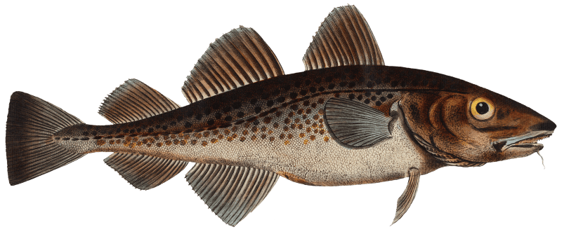 Dorsh (Gadus Callarias) from Ichtylogie, ou Histoire naturelle: génerale et particuliére des poissons (1785–1797) by Marcus Elieser Bloch.