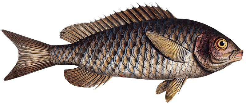 Great-scaled Bodian (Bodianus macrolepidotus) from Ichtylogie, ou Histoire naturelle: génerale et particuliére des poissons (1785–1797) by Marcus Elieser Bloch.