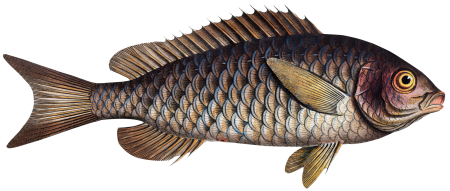 Great-scaled Bodian (Bodianus macrolepidotus) from Ichtylogie, ou Histoire naturelle: génerale et particuliére des poissons (1785–1797) by Marcus Elieser Bloch.