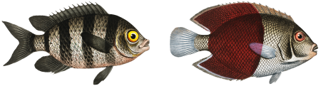 1. Chaetodon bicolor 2. Chaetodon saxatilis from Ichtylogie, ou Histoire naturelle: génerale et particuliére des poissons (1785–1797) by Marcus Elieser Bloch.