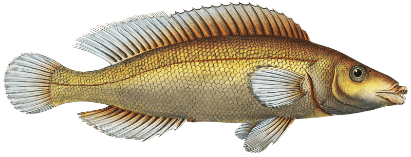 Little scaled Wrasse (Labrus microlepidotus) from Ichtylogie, ou Histoire naturelle: génerale et particuliére des poissons (1785–1797) by Marcus Elieser Bloch.