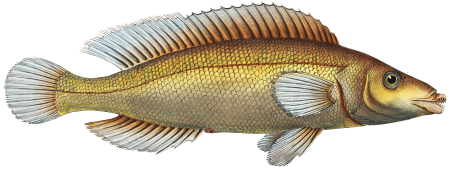 Little scaled Wrasse (Labrus microlepidotus) from Ichtylogie, ou Histoire naturelle: génerale et particuliére des poissons (1785–1797) by Marcus Elieser Bloch.