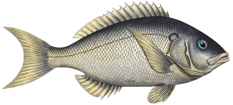 Sparus tetracanthus from Ichtylogie, ou Histoire naturelle: génerale et particuliére des poissons (1785–1797) by Marcus Elieser Bloch.
