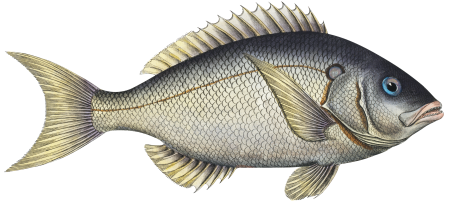 Sparus tetracanthus from Ichtylogie, ou Histoire naturelle: génerale et particuliére des poissons (1785–1797) by Marcus Elieser Bloch.
