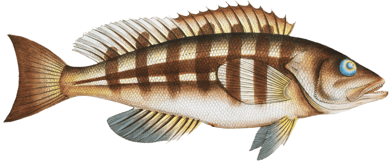 Streaked Wall-eye (Epinephelus striatus) from Ichtylogie, ou Histoire naturelle: génerale et particuliére des poissons (1785–1797) by Marcus Elieser Bloch.